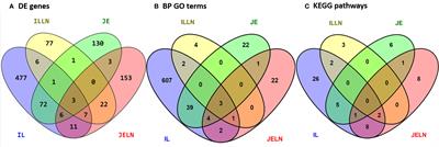 Regionally Distinct Immune and Metabolic Transcriptional Responses in the Bovine Small Intestine and Draining Lymph Nodes During a Subclinical Mycobacterium avium subsp. paratuberculosis Infection